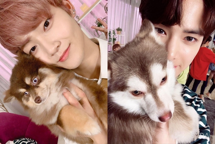 어제자 댕댕이랑 만난 인간 댕댕이 남돌 | 인스티즈