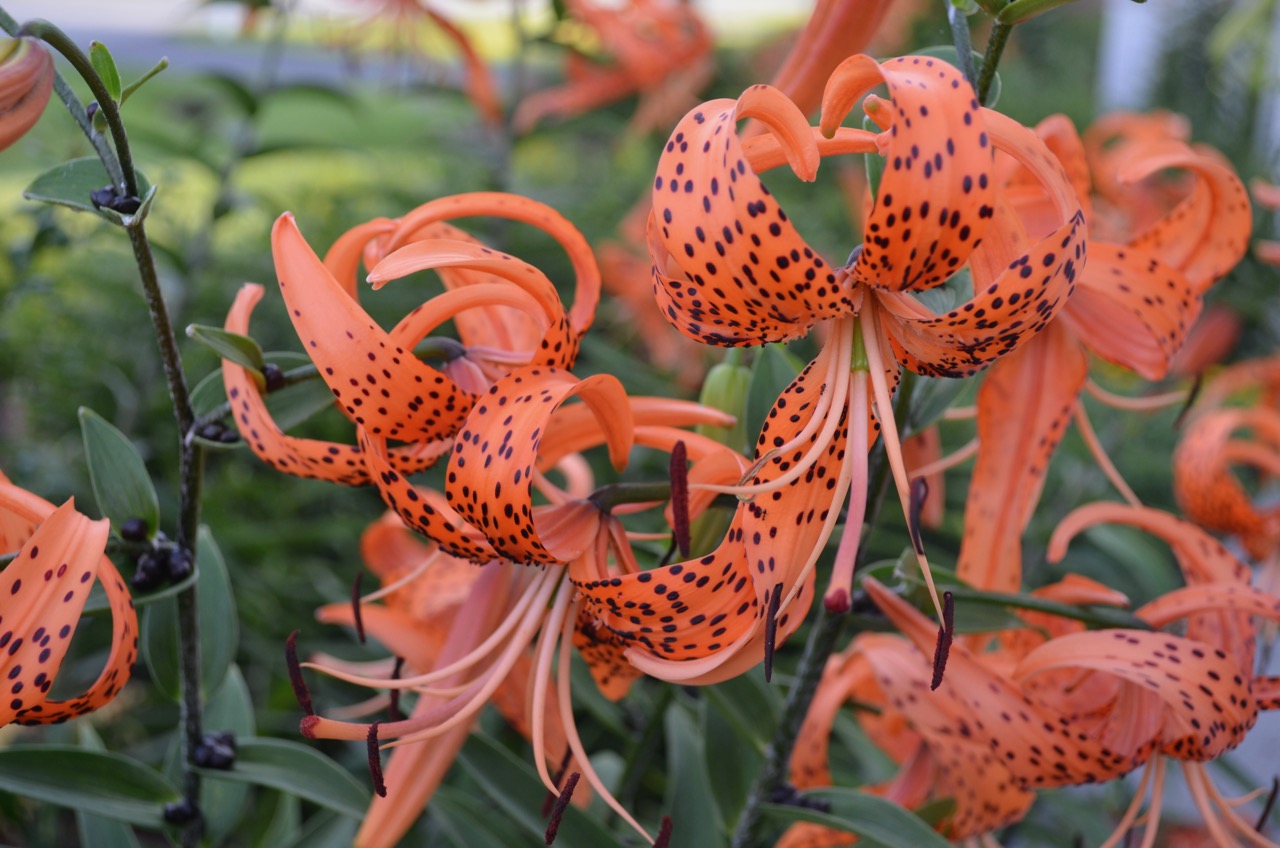 Westie Julep Tiger Lily, Sunflower & Eastern King Bird