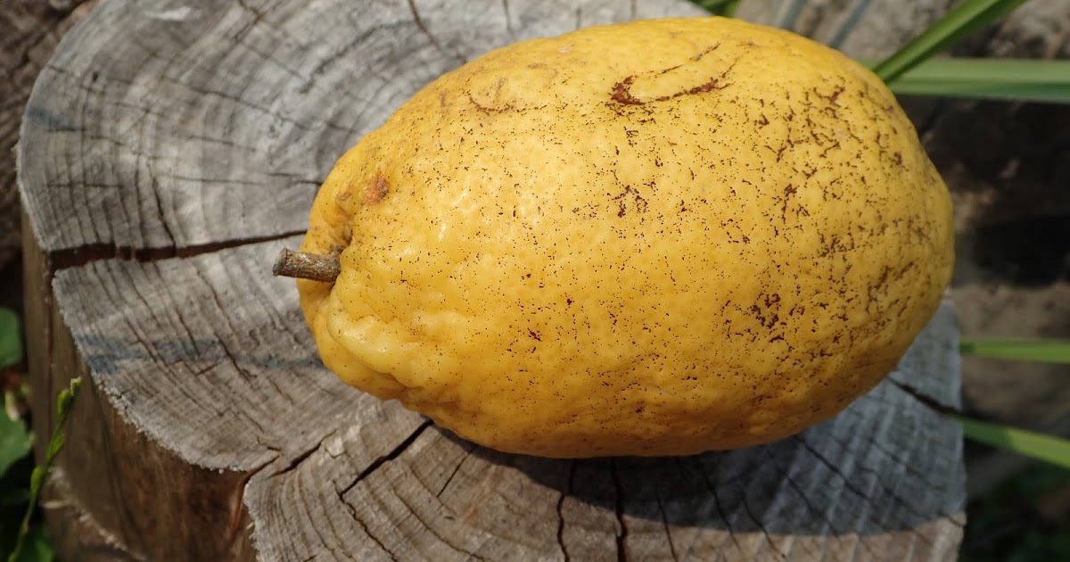 弓削瓢柑 ゆげひょうかん と出会う 瀬戸内に残された瓢箪型の柑橘 珍妙雑記帖