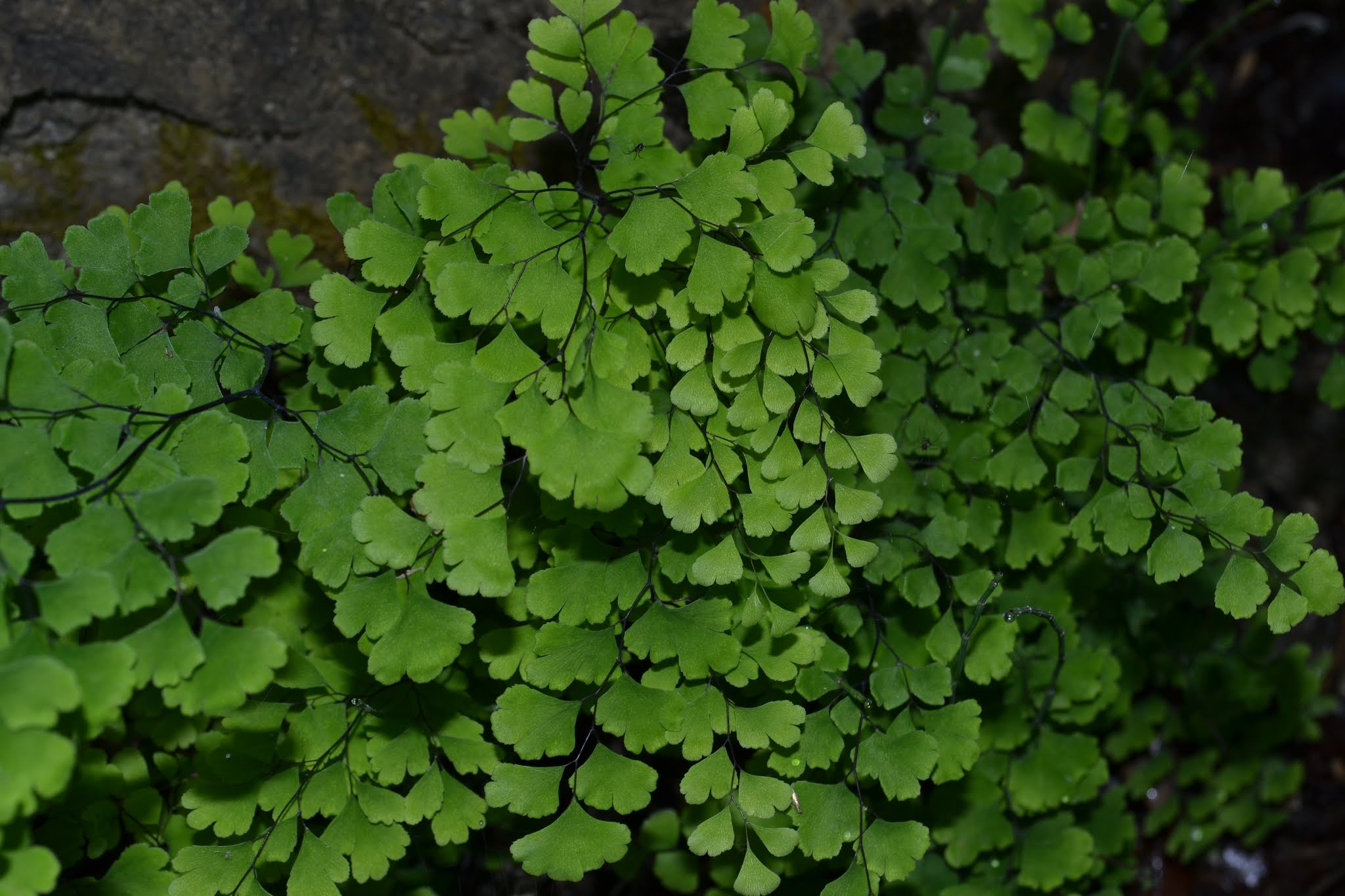 Διαδρομές Πολυτρίχι, Αδίαντο, Adiantum capillusveneris