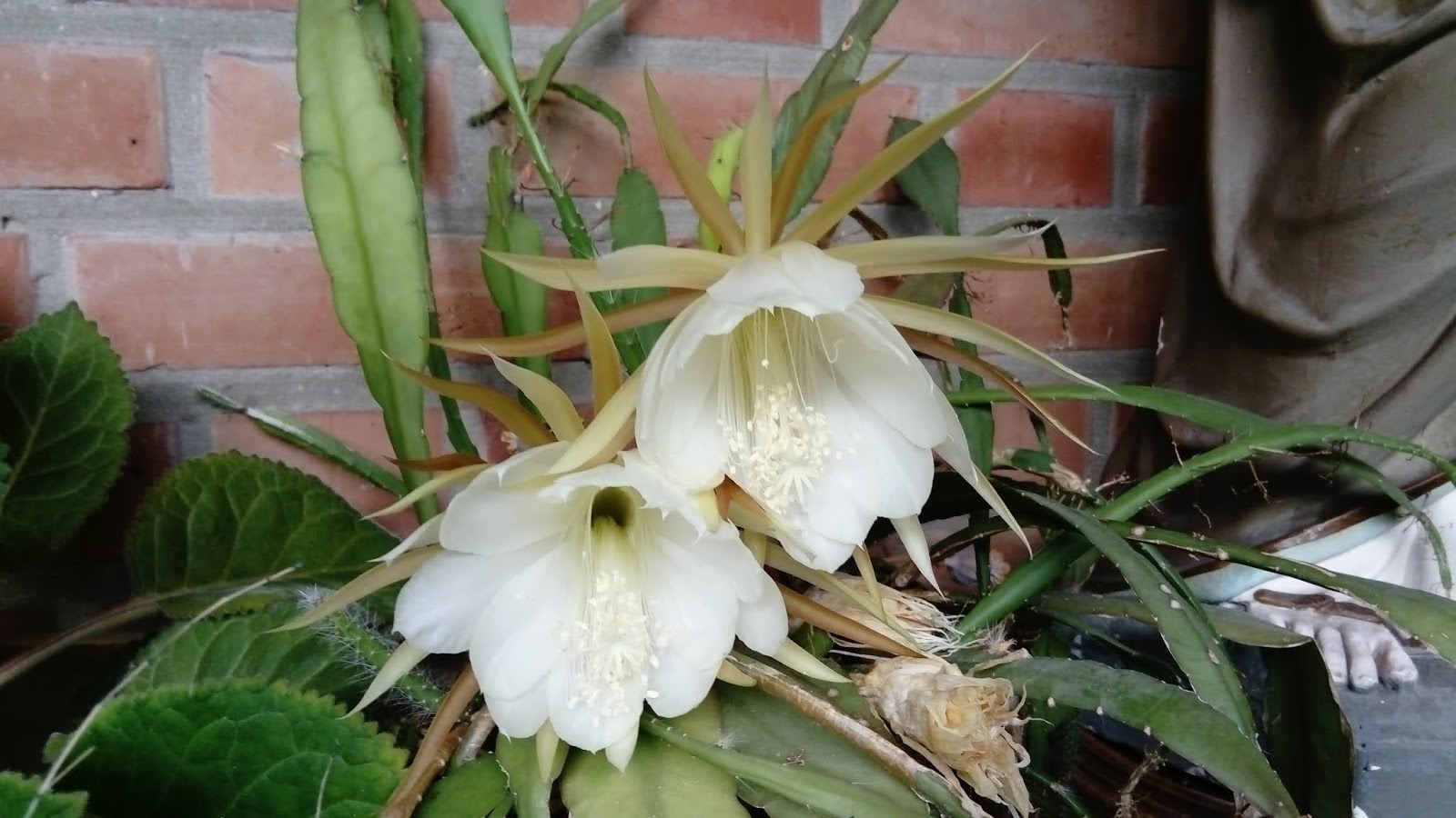 Ordre des Sœurs de la Pénitence