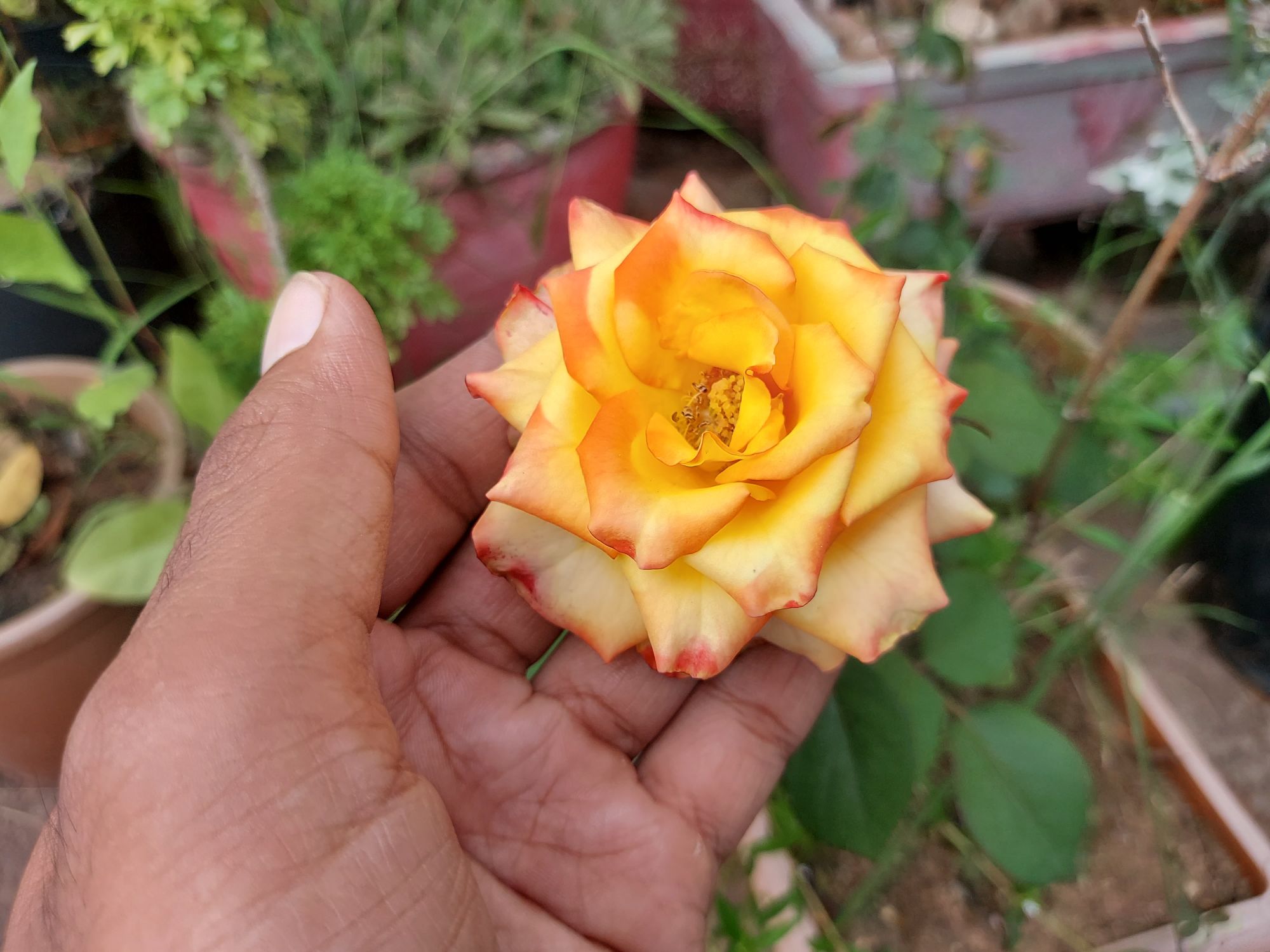 How to get more roses from rose plant Gardening basics