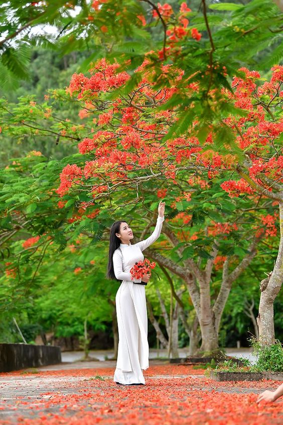 Hình ảnh hoa phượng đỏ là một trong những hình ảnh đẹp nhất được tìm thấy ở Việt Nam. Với những cánh hoa phượng đỏ rực rỡ và những ngọn cây to lớn, hình ảnh này sẽ khiến bạn cảm nhận được sức hấp dẫn đầy lôi cuốn của loài hoa phượng.