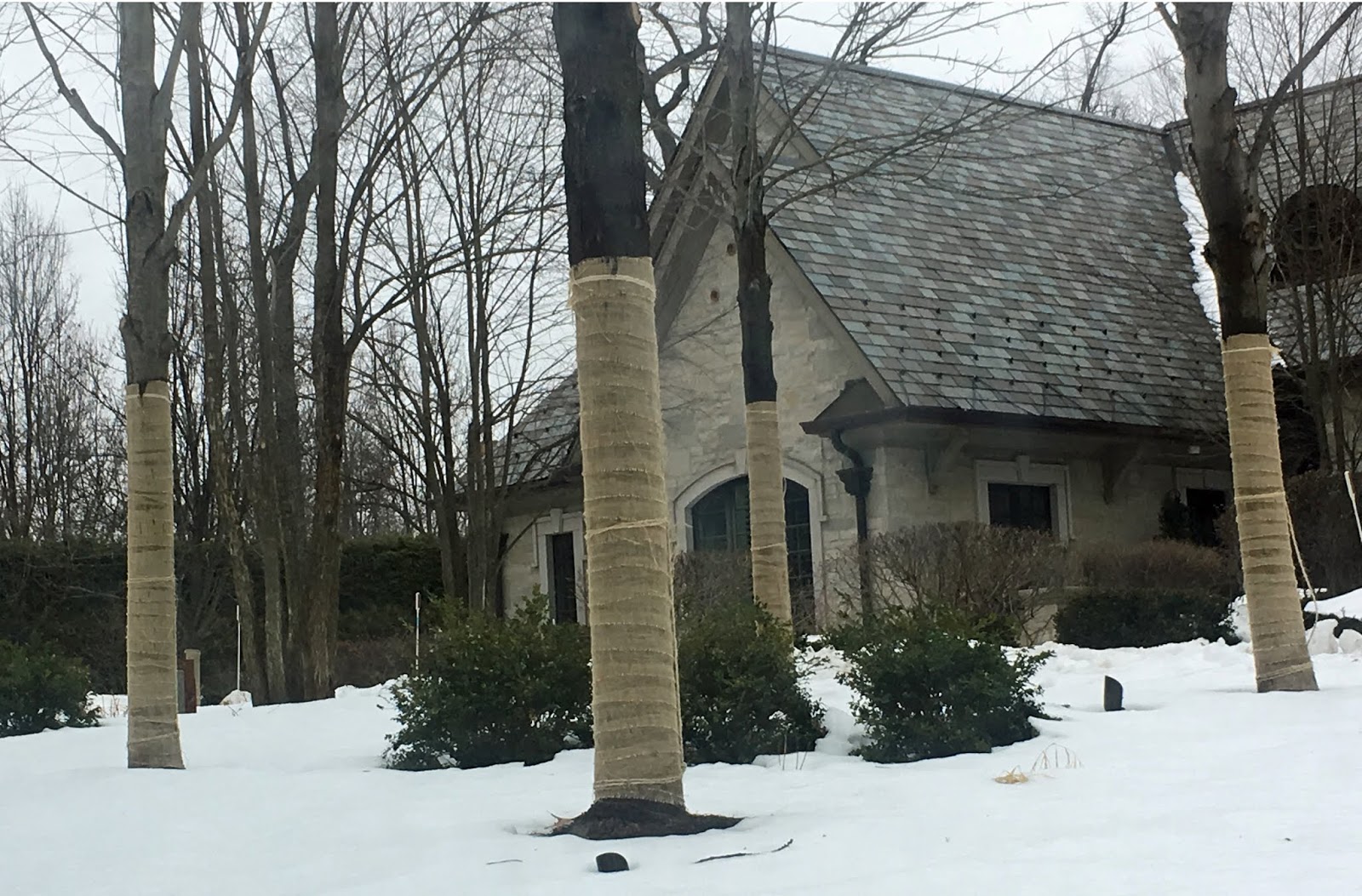 Fearless Gardening Meticulous Mummifying Of Trees