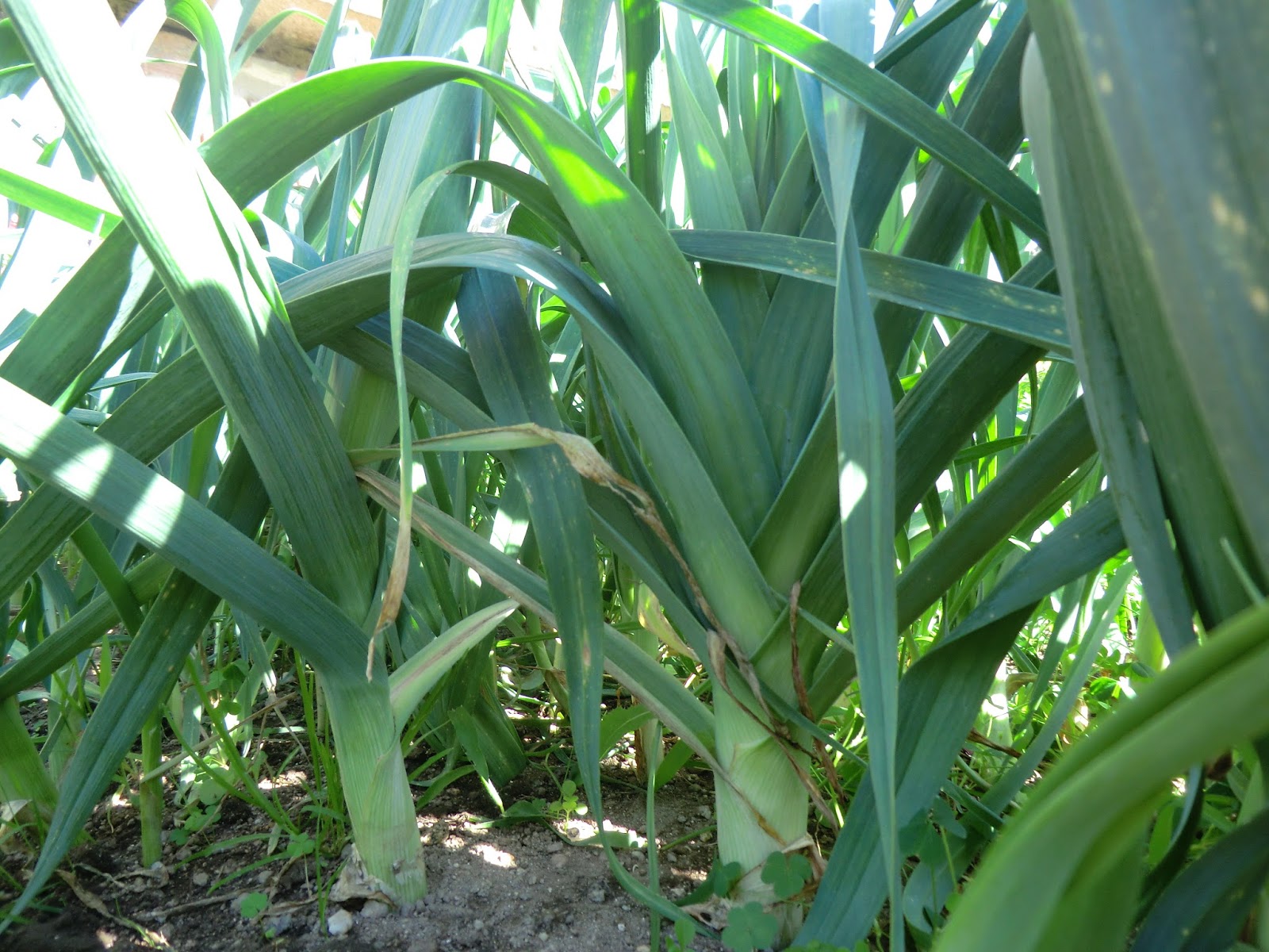 Con vistas al huerto