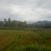 Pemandangan Sawah Dan Pergunungan Yang Indah Di Nagari Sikabu Lubuk Alung,  Kabupaten Padang Pariaman,  Sumbar
