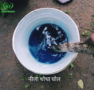 बोर्डो मिश्रण कैसे तैयार करें? | Preparation of Bordeaux mixture in Hindi