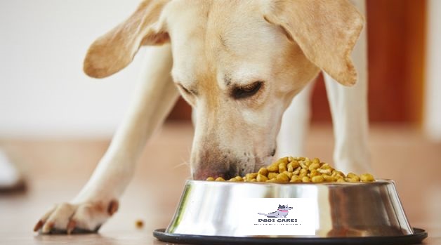 Feeding price of Labrador Retriever dogs