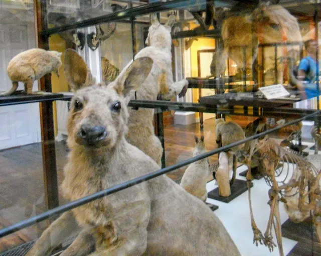 Best Free Things to do in Dublin: Natural History Museum Dead Zoo