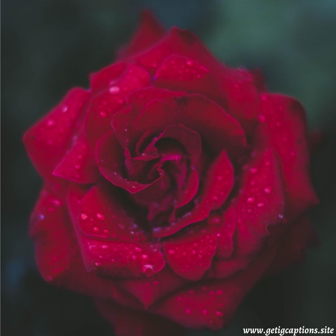 Rose Captions For Instagram Beautiful Rose Captions, Awesome Instagram Rose Captions For Beautiful Rose  [ Updated 2021 ] - Ig Captions