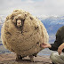 Clever Sheep Avoided Shearing For Six Years By Hiding In A Cave