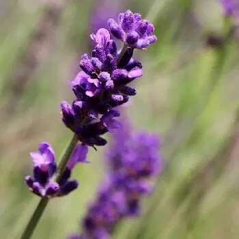 फुलांची नावे, Flowers Name In Marathi घोडेगुई, Lavender flowers name in Marathi