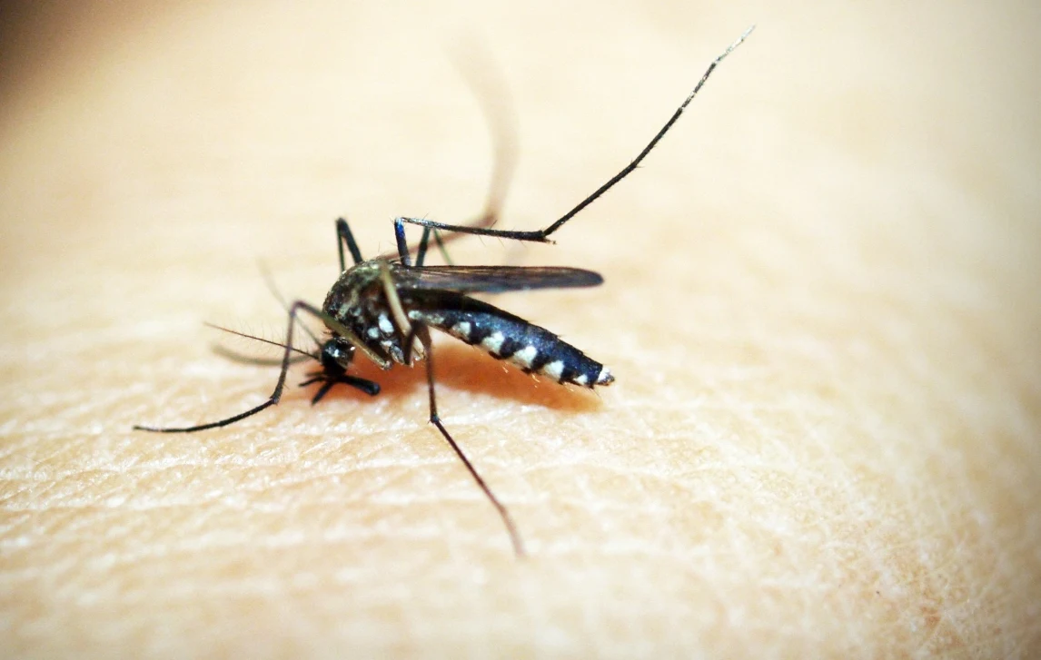 D40 Important Questions and Their Answers on Dengue Fever