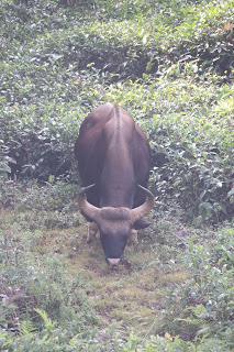 Photo of Among the Gaurs at Kotagiri 57/71 by Balachandra