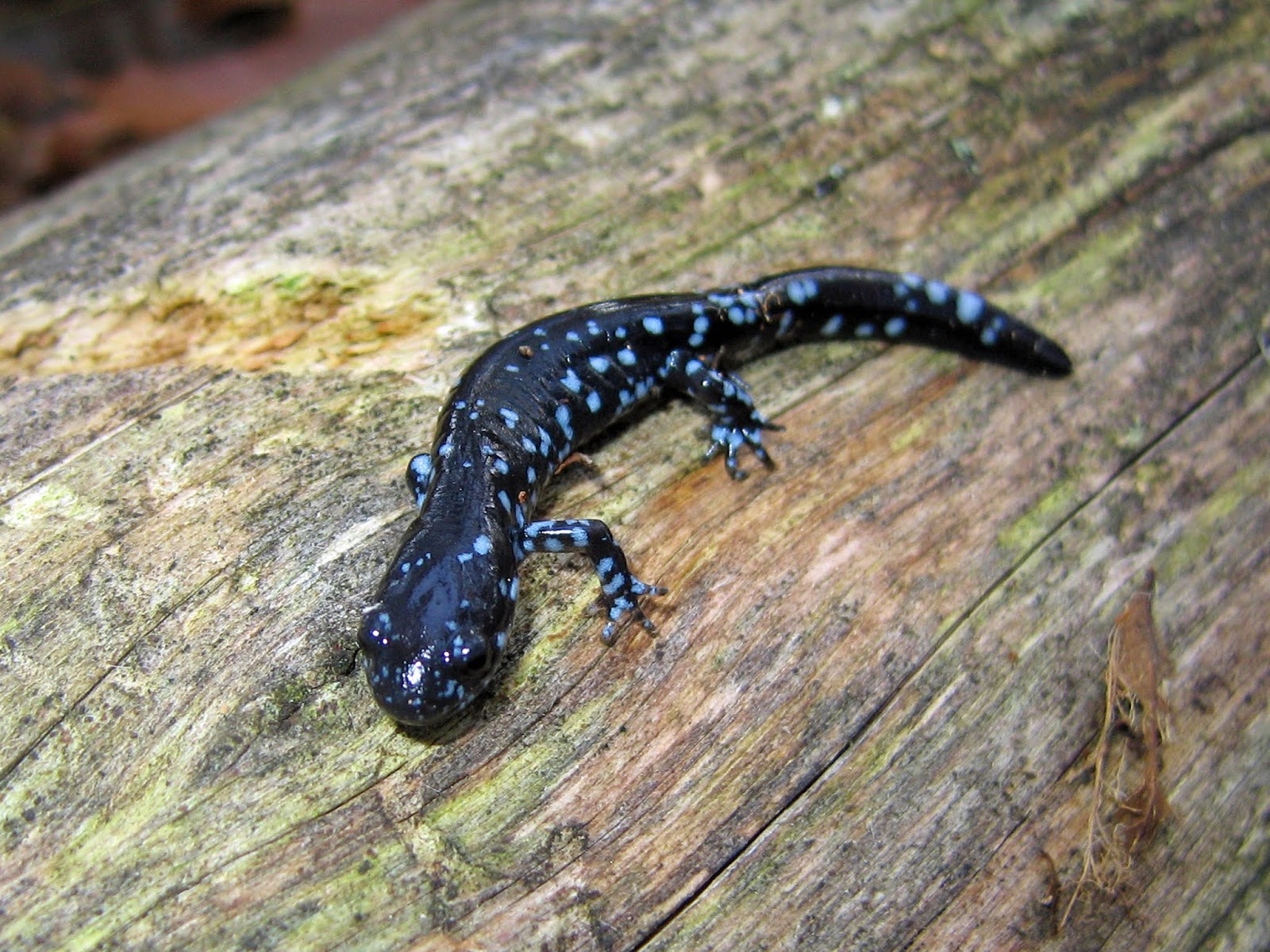 Blue Spotted Salamander For Sale Your Lovely Pets