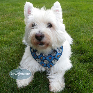  Sand Dollar Starfish Summer Dog Bandana