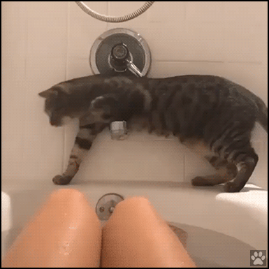 Funny Cat GIF • Curious and clumsy cat falls in the bathtub! That desperate face! Funny Cat GIF • Curious and clumsy cat falls in the bathtub! That desperate face!