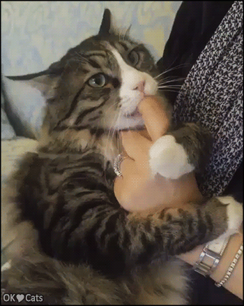 Funny Cat GIF • Big Cat hugging Mom's hand and sucking a finger like a kitten [cat-gifs.com]