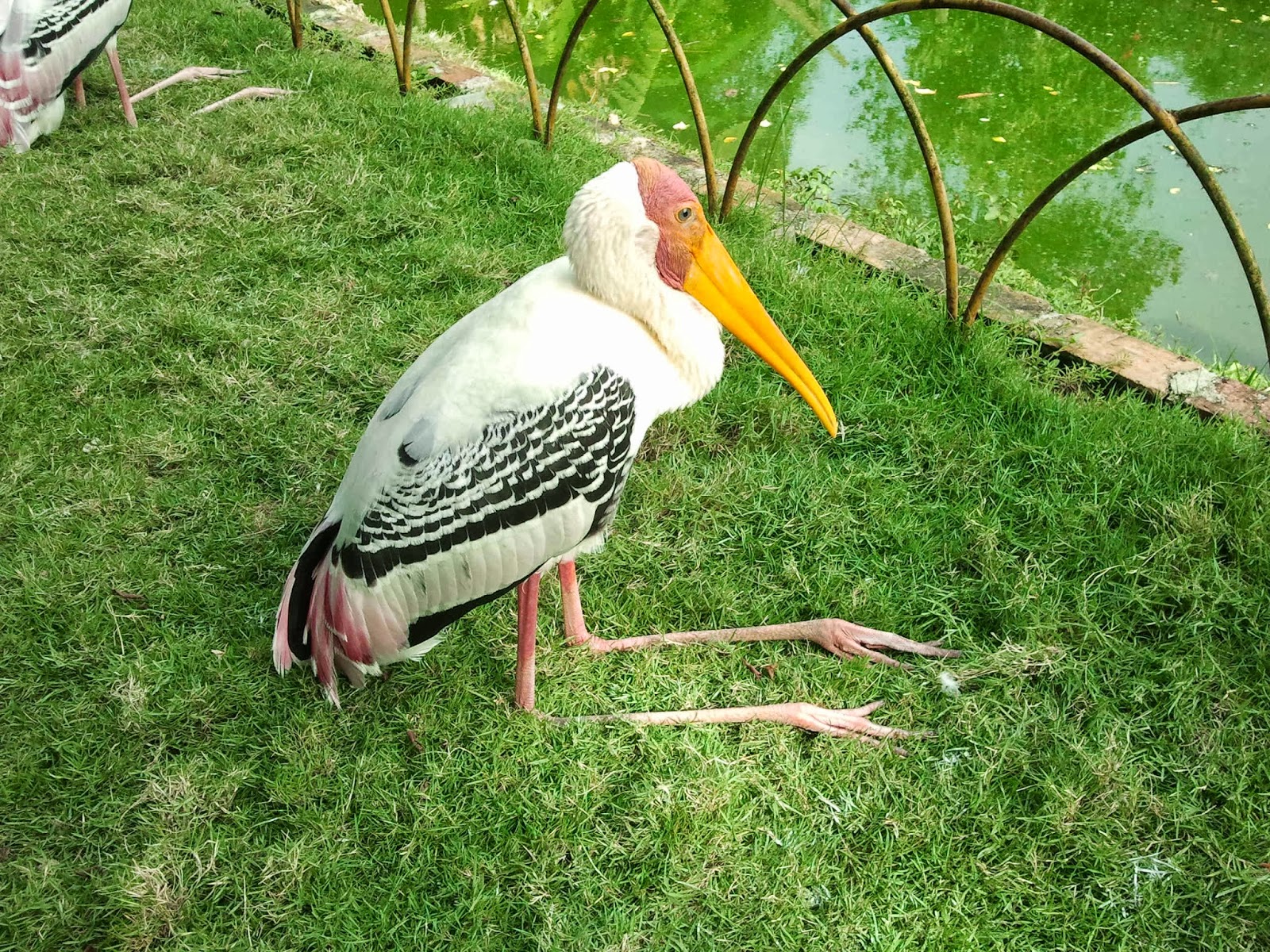 puteri manja: Taman Burung, Seberang Jaya