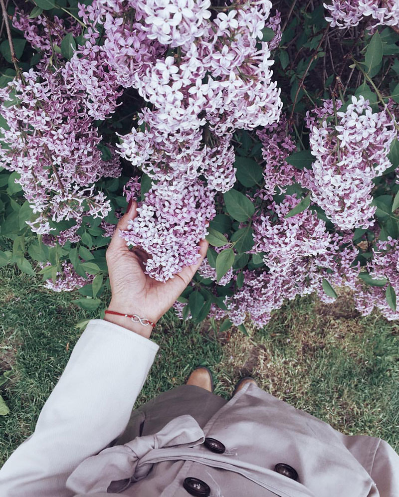 Favourite Things: Late-Spring Lilacs