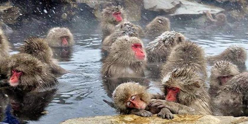 Monyet Jepang Juga Bisa Santai Ria di Tempat Pemandian Air Panas