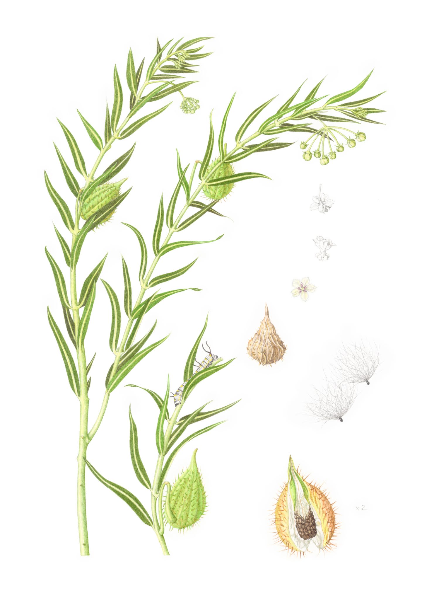 Portfolio drawings for Diploma of Botanical Art, SBA/UK, 20182020