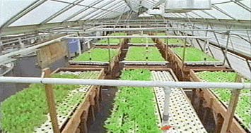 of aquaponics there are many different configurations of aquaponic ...