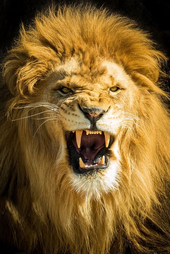 ملك الغابة أسد من اروع واجمل خلفيات الهاتف