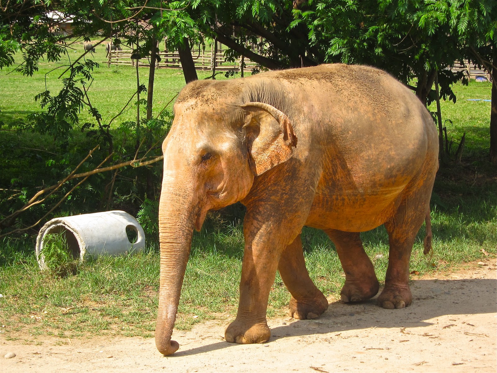 Magical Moment 625, "Thailand the Elephants"