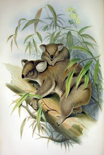 Doğa tarihi ressamı John Gould 1863 tarihli The Mammals of Australia (Avustralya'nın Memelileri) adlı deseniyle koalayı tanınır hâle getirmiştir.