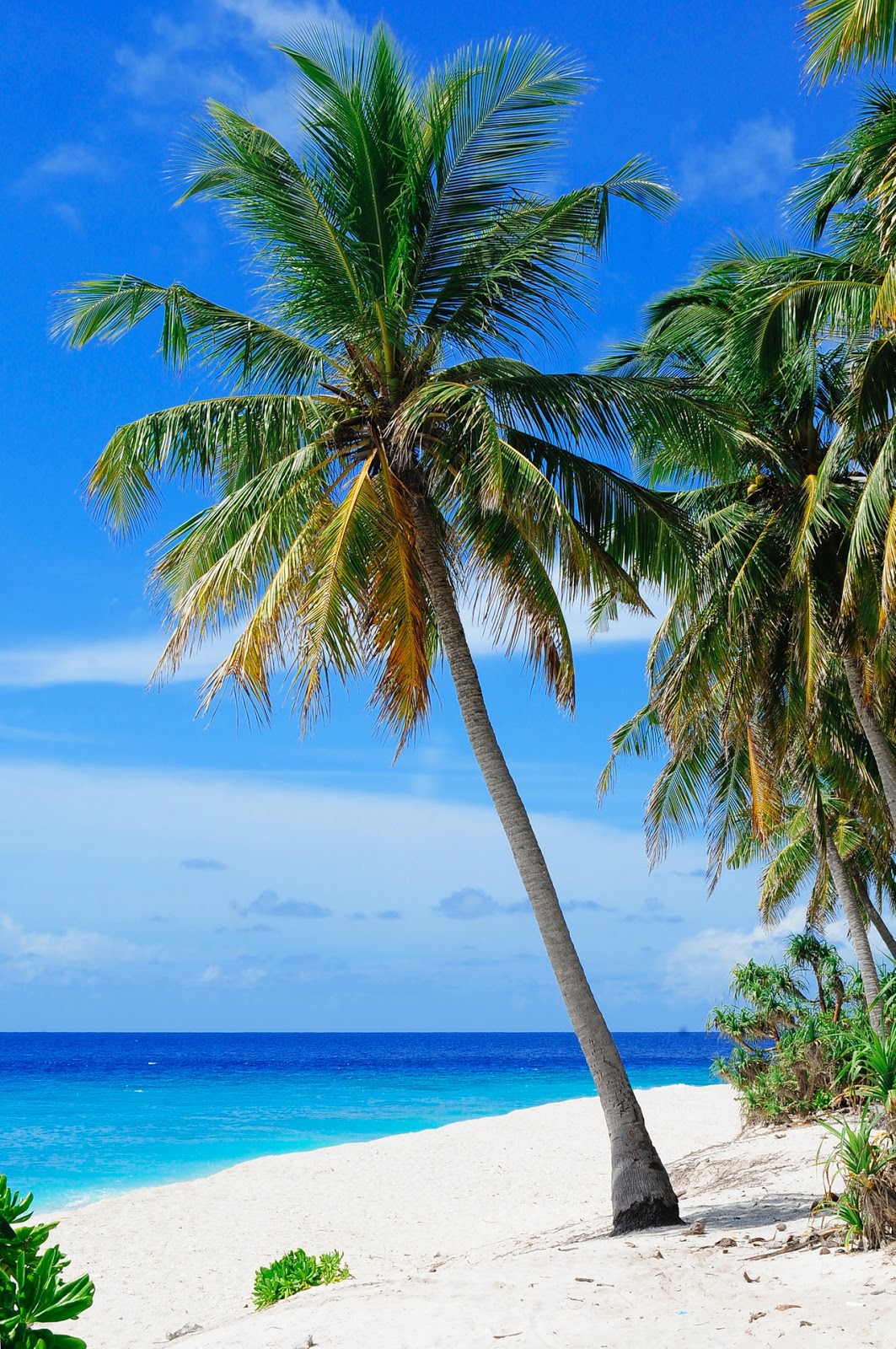 Beach Coconut Trees