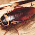 Types of Cockroaches and their Pest Control Methods