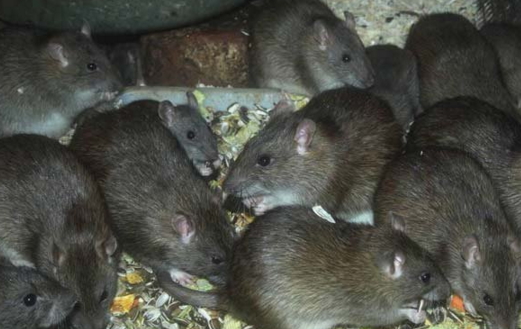 lagos kills 7243 rats