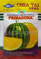 semangka primadona, semangka non biji, semangka kuning, benih cap kapal terbang, toko pertanian, toko online, lmga agro