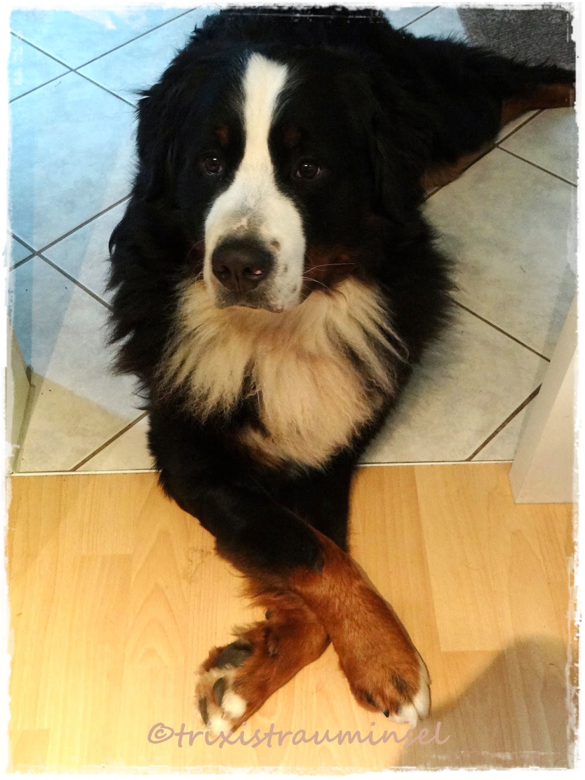 wandschutz_hund — leben mit hund blog