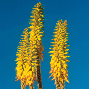 Floare Aloe-Vera