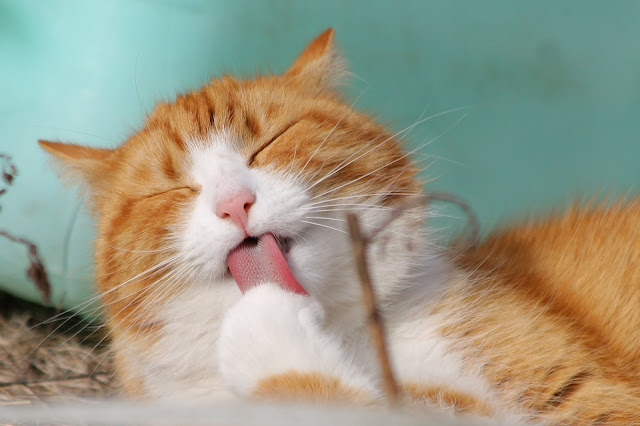 Animal pictures Animal pictures