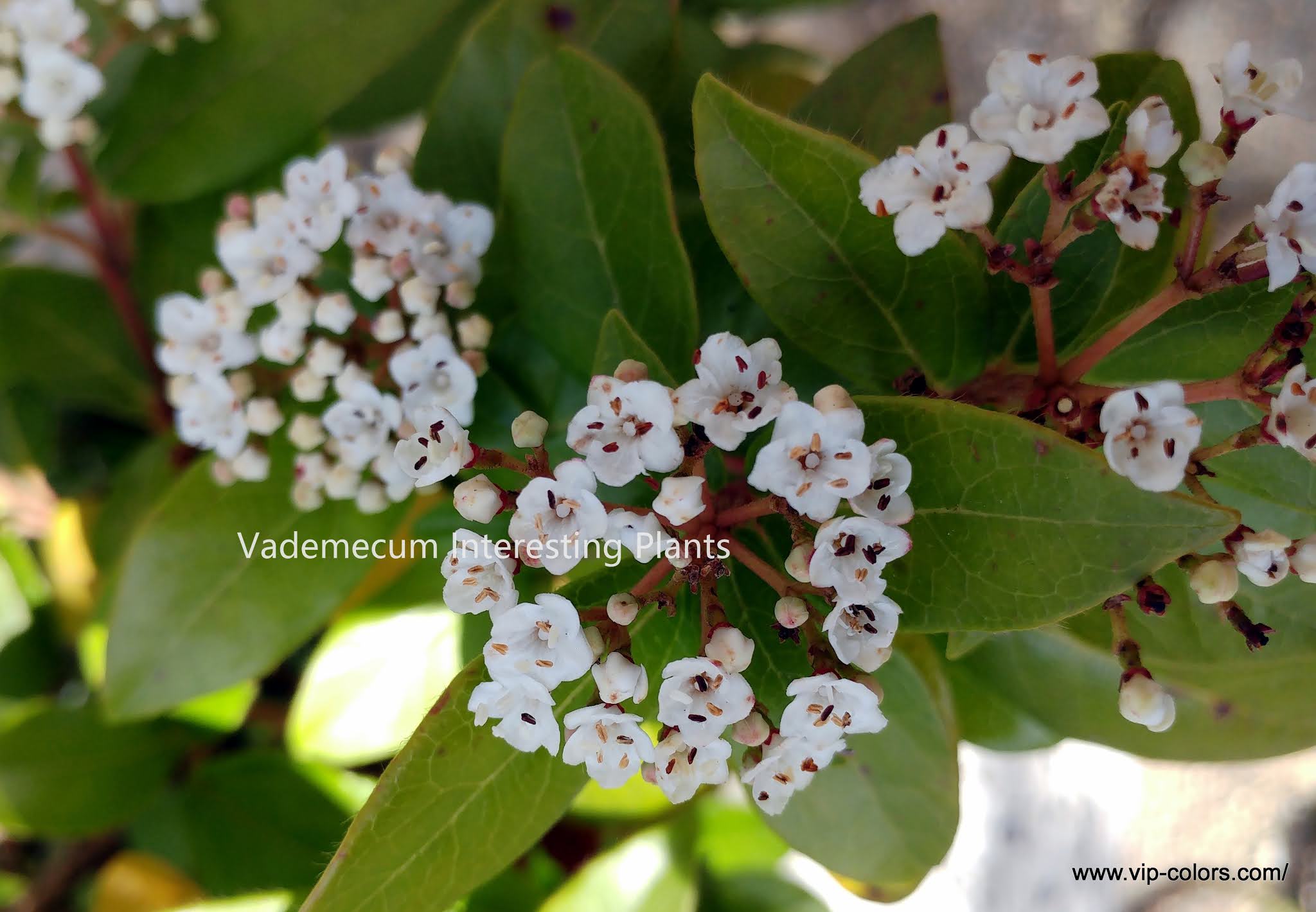 Vademecum Interesting Plants Viburnum tinus Kalina wawrzynowata