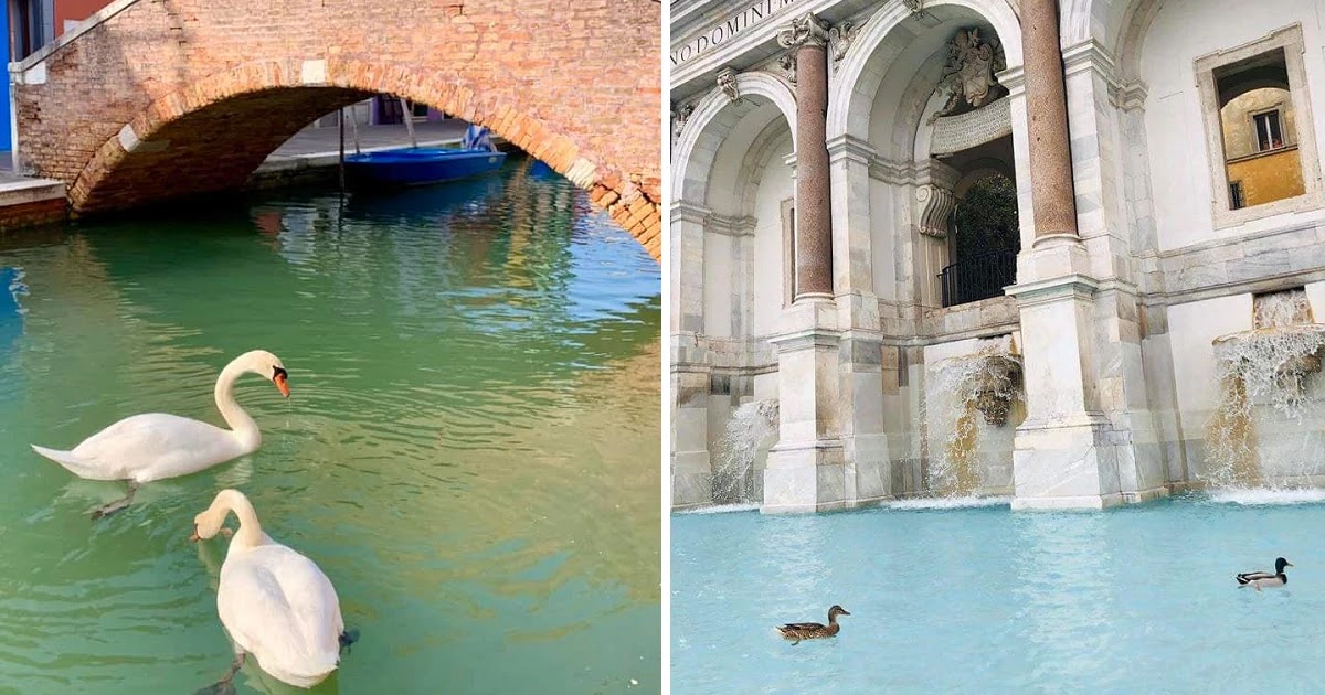 Fish, Dolphins, And Swans Swim In Crystal Clear Post Corona Virus Venice Canals Fish, Dolphins, And Swans Swim In Crystal Clear Post Corona Virus Venice Canals