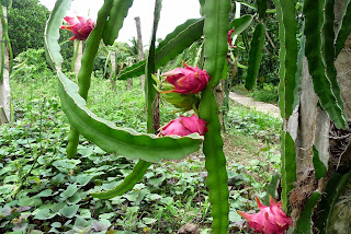 Le Delta du Mekong et ses marchés flottants - Vietnam Le Delta du Mekong et ses marchés flottants - Vietnam