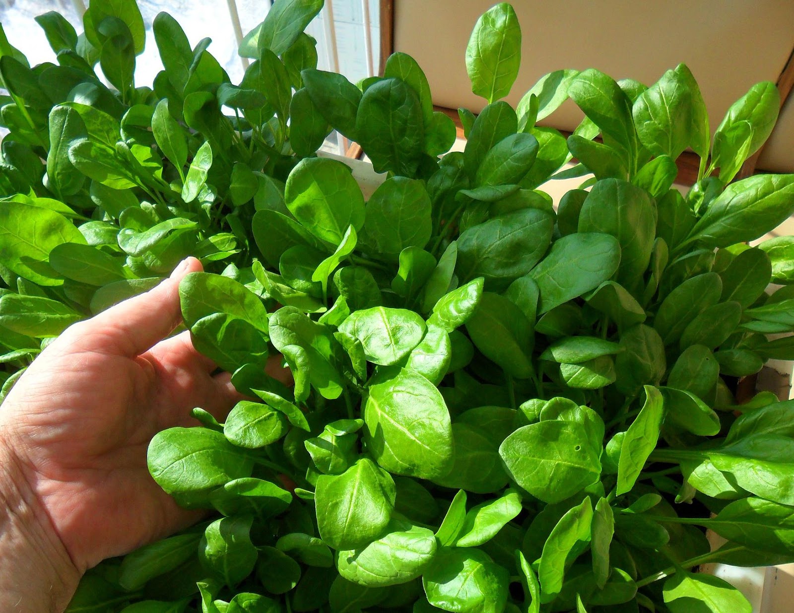 руккола шпинат мангольд. домашний шпинат. домашний шпинат. шпинат. шпинат рассада.