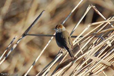 Tallarol de casquet (Sylvia atricapilla)