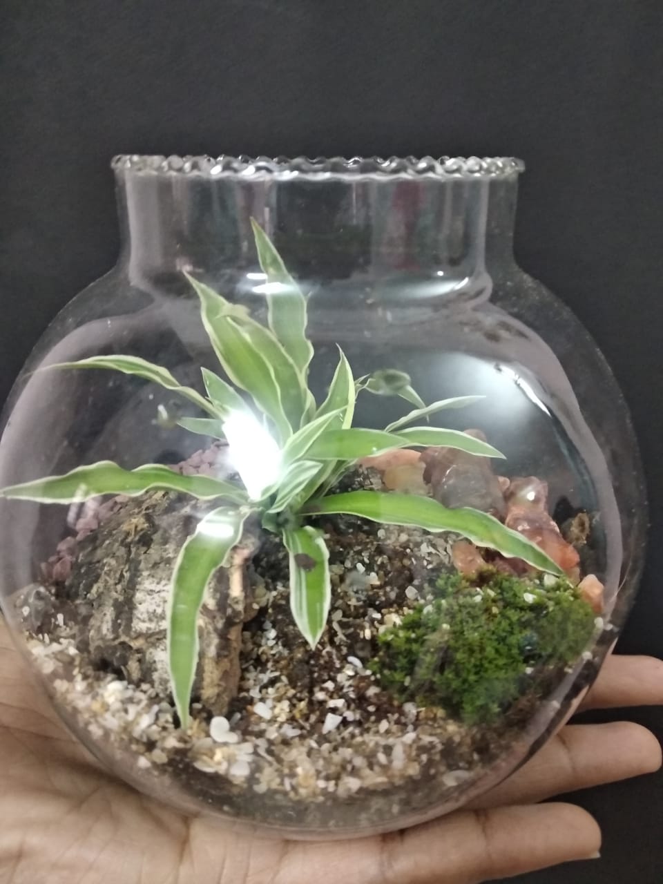 Pebbles Terrarium Blog Terrarium Refresher Class at Trivandrum