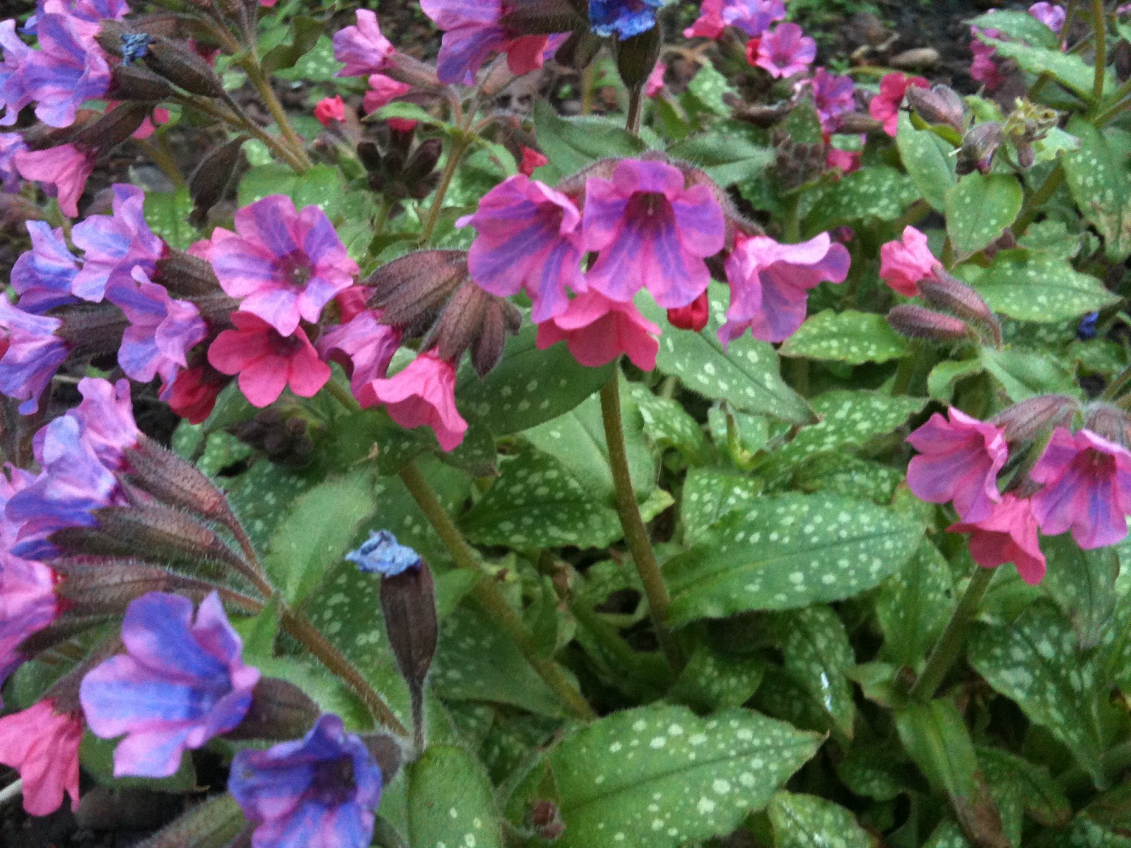 In The Garden with Claire Pulmonaria/Lungwort