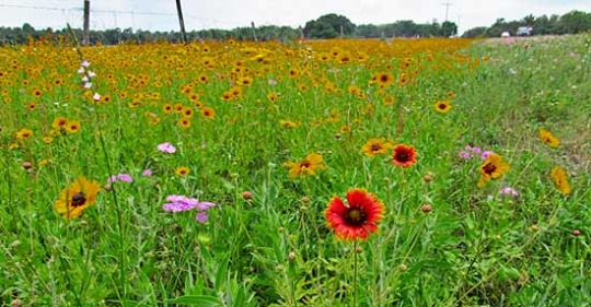 Minnesota Will Pay Homeowners to Replace Lawns with Bee-Friendly Wildflowers, Clover and Native Grasses