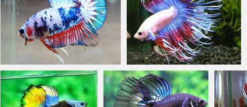 Inilah Makanan Ikan Cupang Terbaik dan Bernutrisi Tinggi