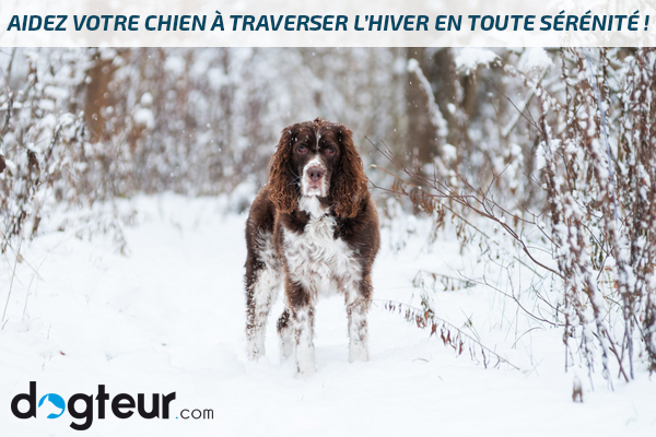  Aidez votre chien à traverser l'hiver en toute sérénité !