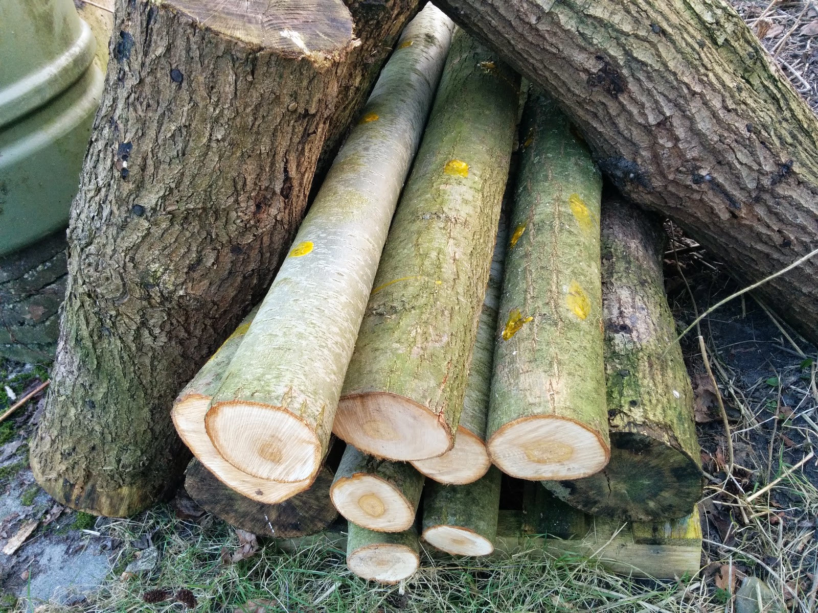 De Shiitake kwekerij