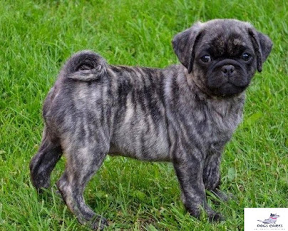 10 Teacup Dog breeds