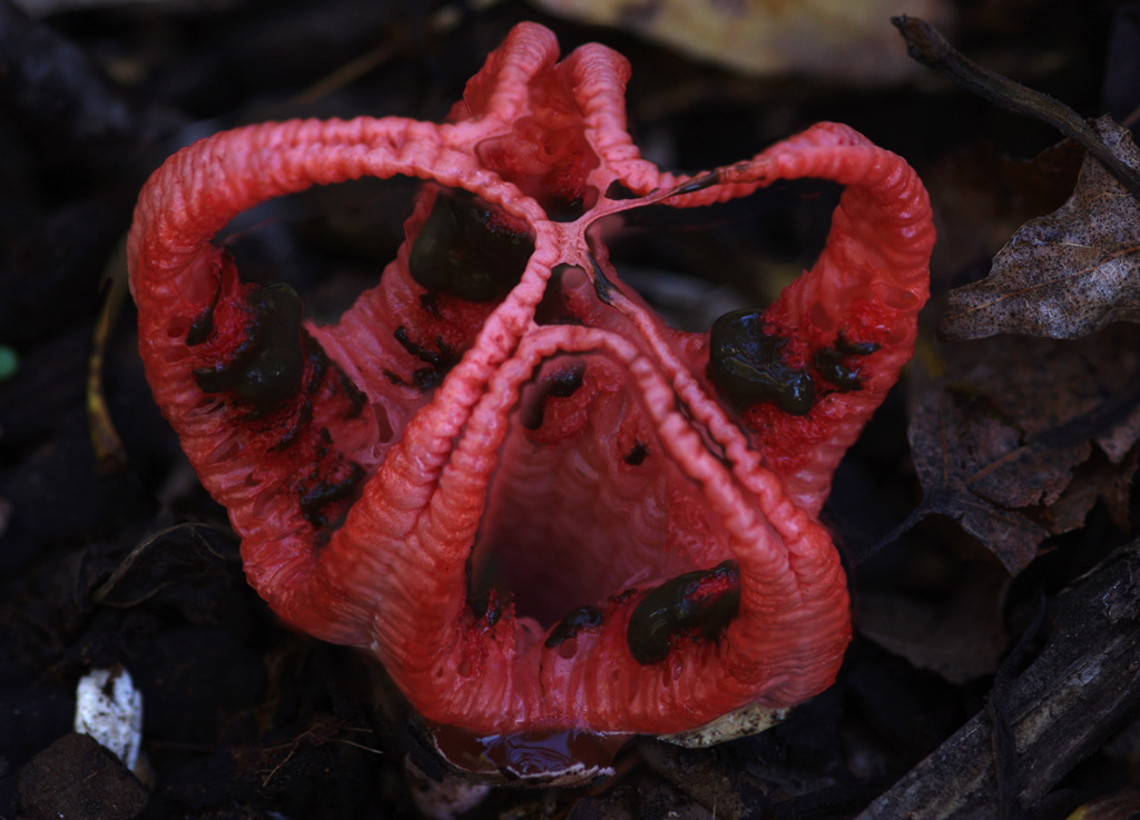 Wildeep's Illuminations Octopus Stinkhorn